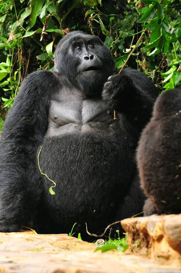 Day 2: Gorilla trekking Uganda – Bwindi