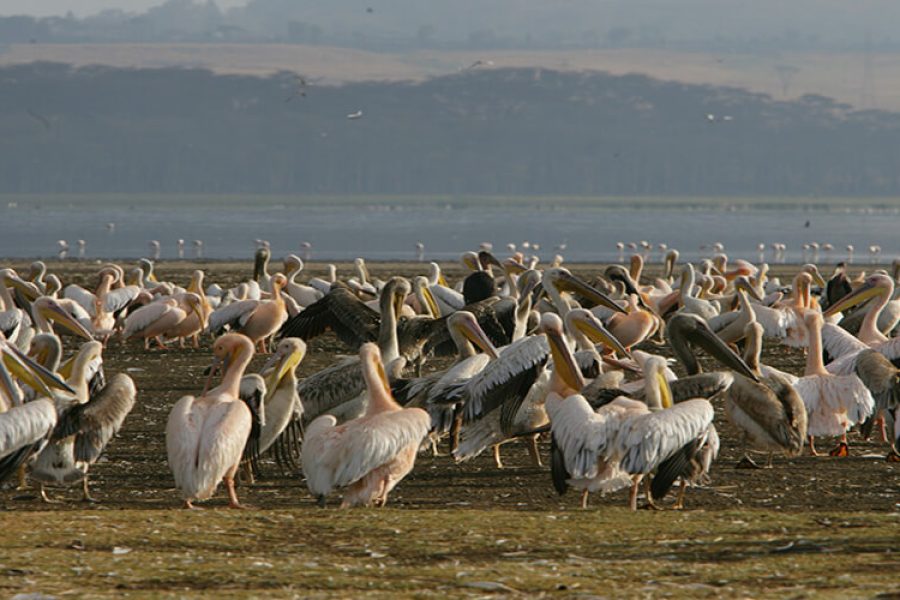 Mount Kenya Climbing