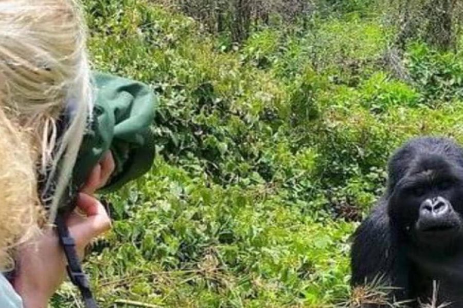 Gorilla Trekking Safari