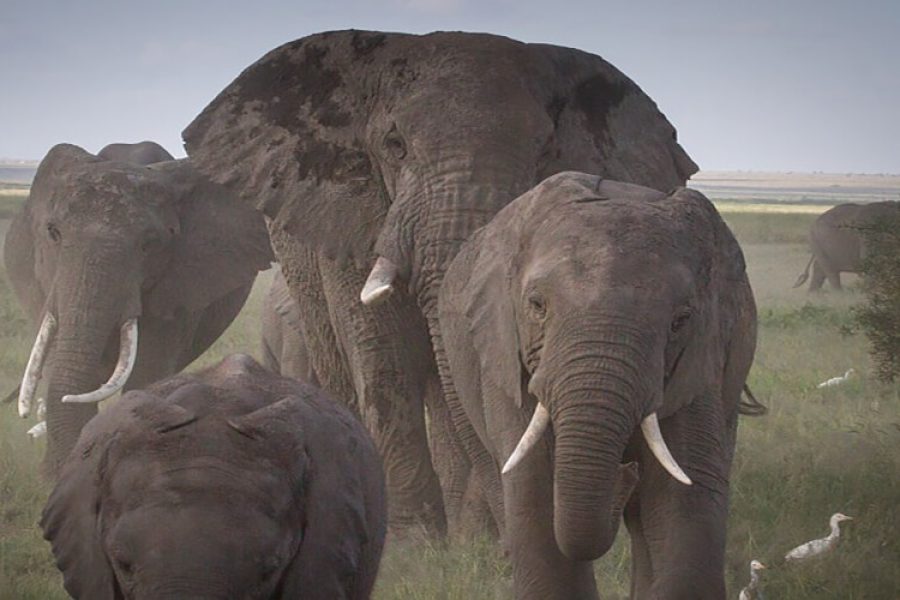 Affordable Northern Tanzania Safari