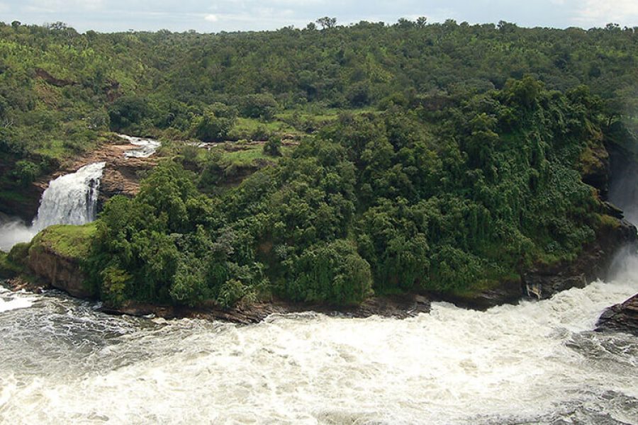 Gorilla Tracking Bwindi Impenetrable Forest