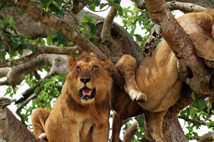 Queen Elizabeth Wildlife Safari