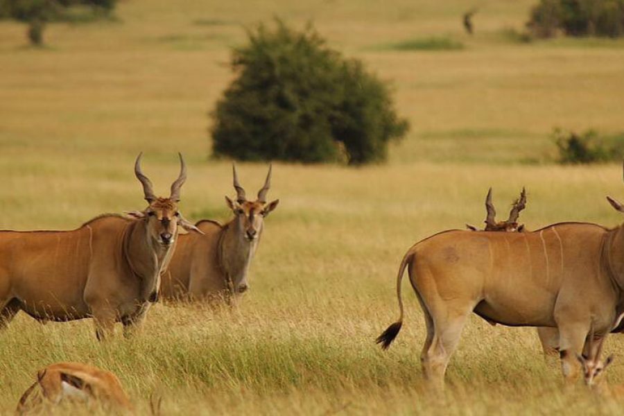 Selous Boat Trip Game Drive and Walking Safari
