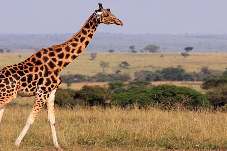 Wildlife Encounter Murchison Falls