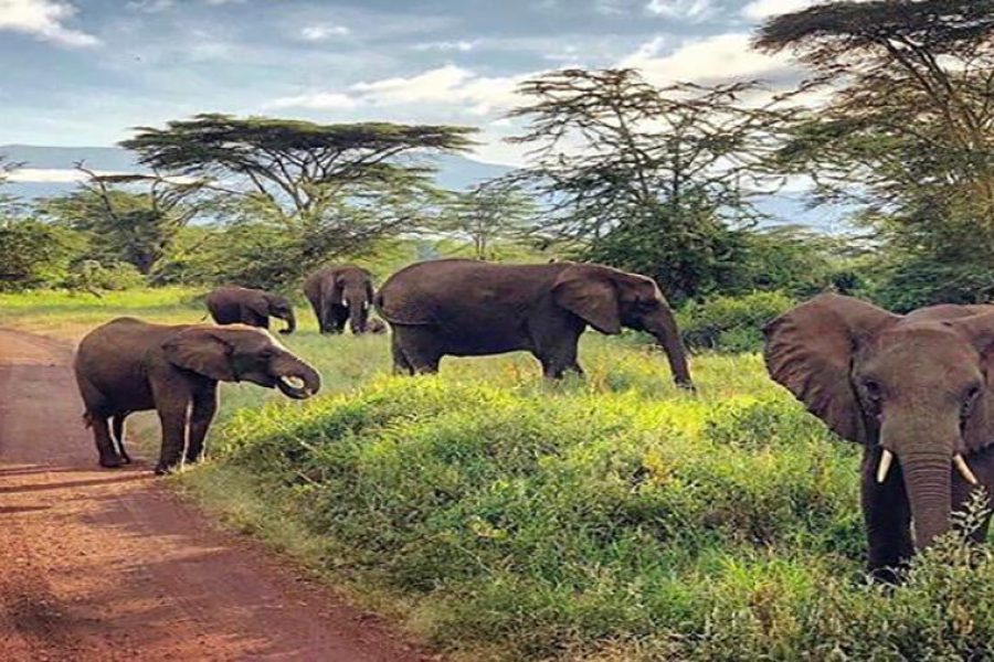 Wonderful Safari in Mikumi National Park