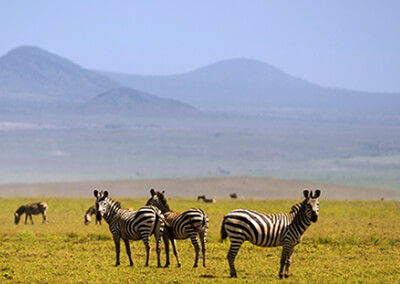 Day 2: Serengeti National park