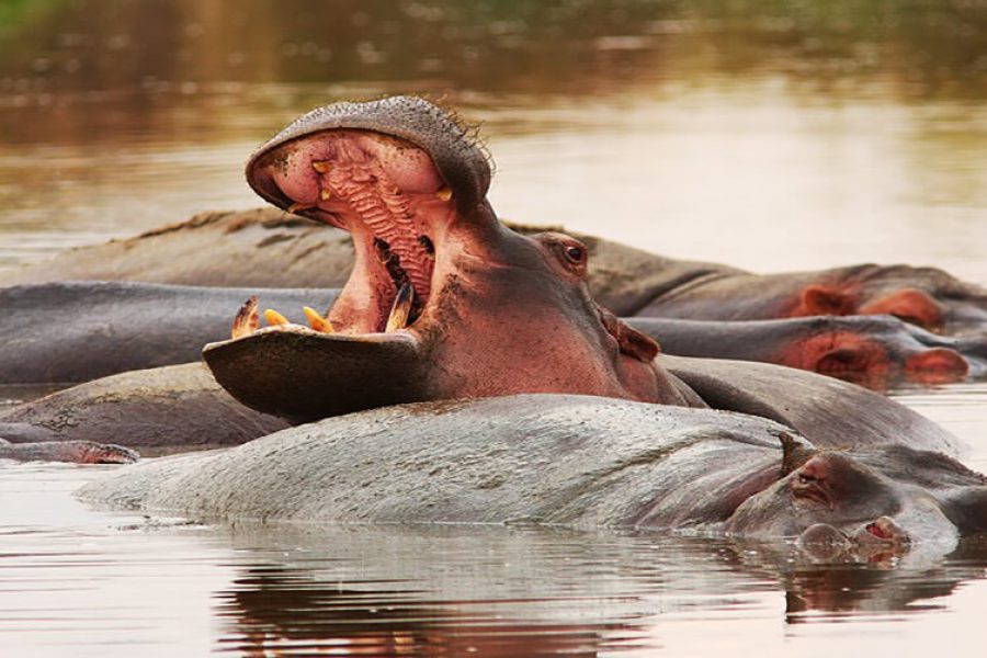 Five Camping Classic Safari