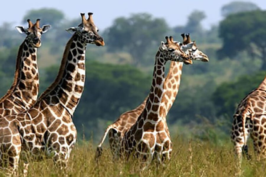 Wildlife and Gorilla Chimpanzee Tracking Safari