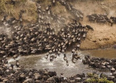 Day 4 &5: Ngorongoro to Ndutu area – wildebeest Migration season for calving