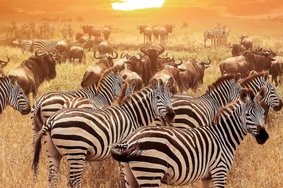 Tanzania Wildlife Safari