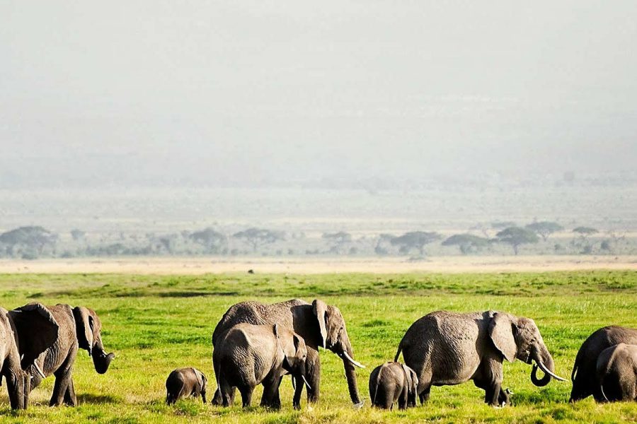 The African Classic Safari