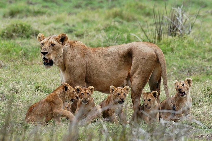 Day 3: Serengeti National park