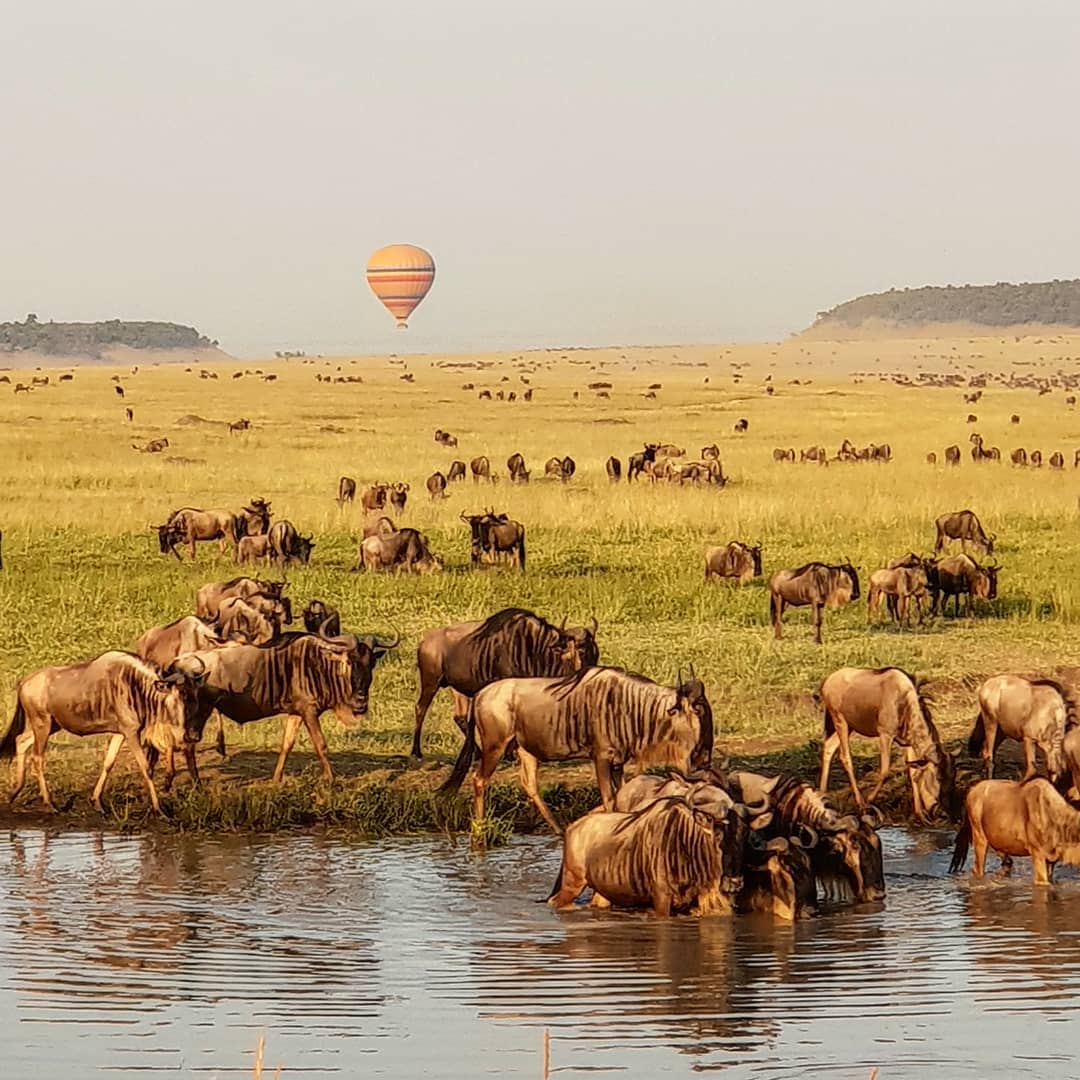 Day 5: Masai Mara – Serengeti National Park