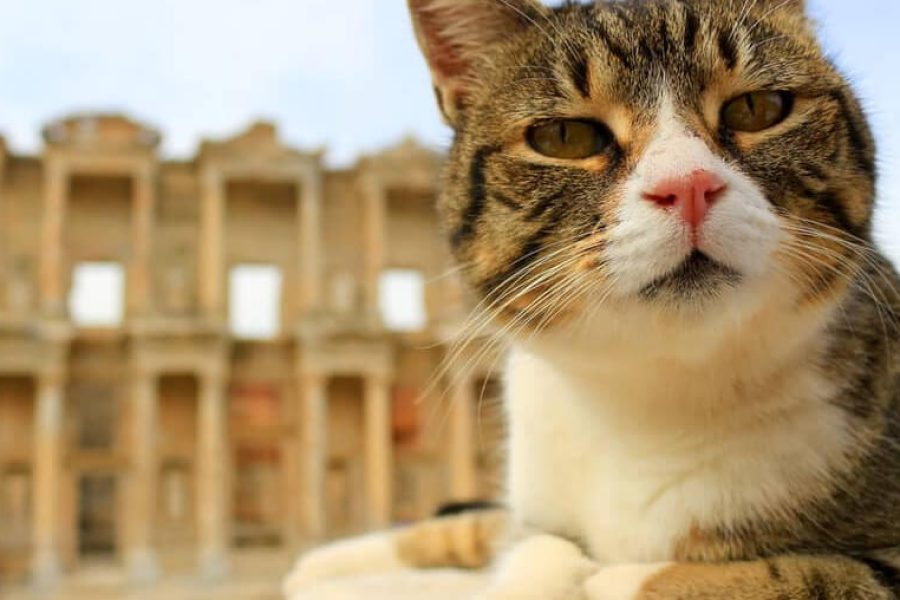 Best of Ephesus From Izmir