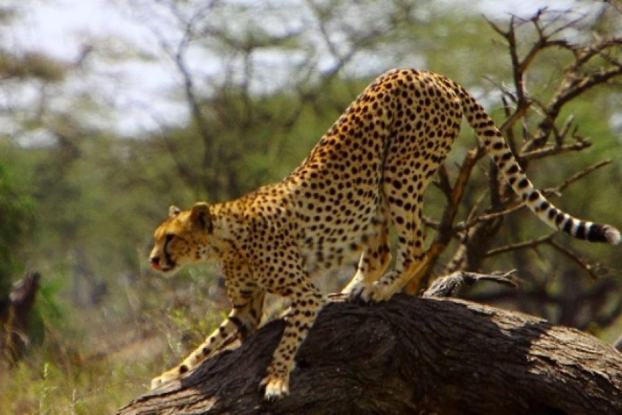 Tanzania Safari to Tarangire