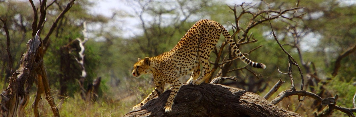 Tanzania Safari to Tarangire
