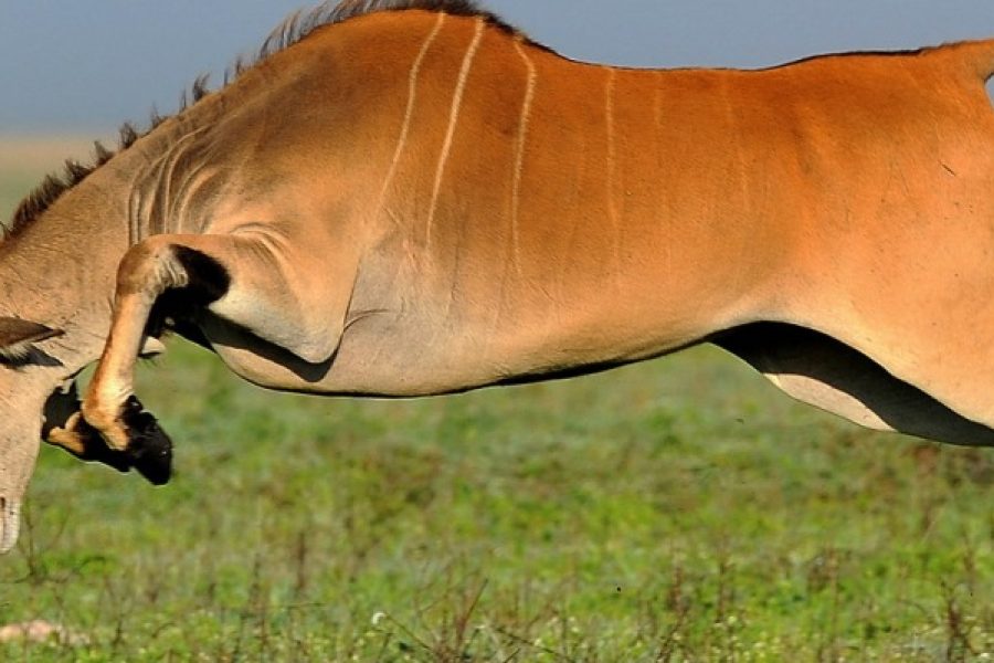 Tanzania Lodge Safari to Lake Manyara, Serengeti, Ngorongoro Crater & Tarangire