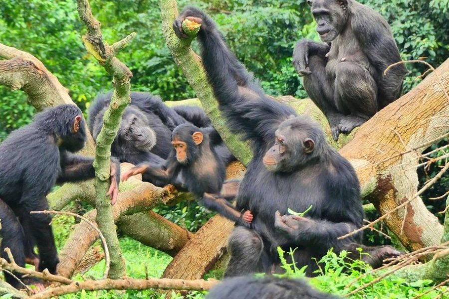 Chimpanzee Tracking Kibale Forest National Park