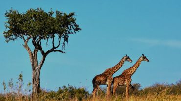 Tanzania Safaris And 7 Reasons Why You Should Try Them