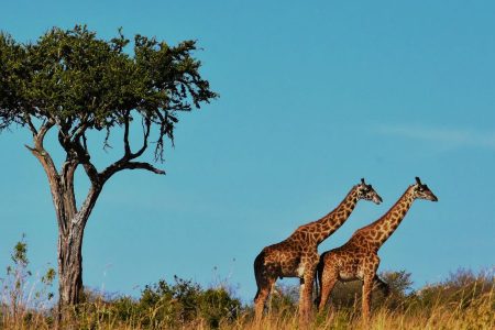 Tanzania Safaris And 7 Reasons Why You Should Try Them