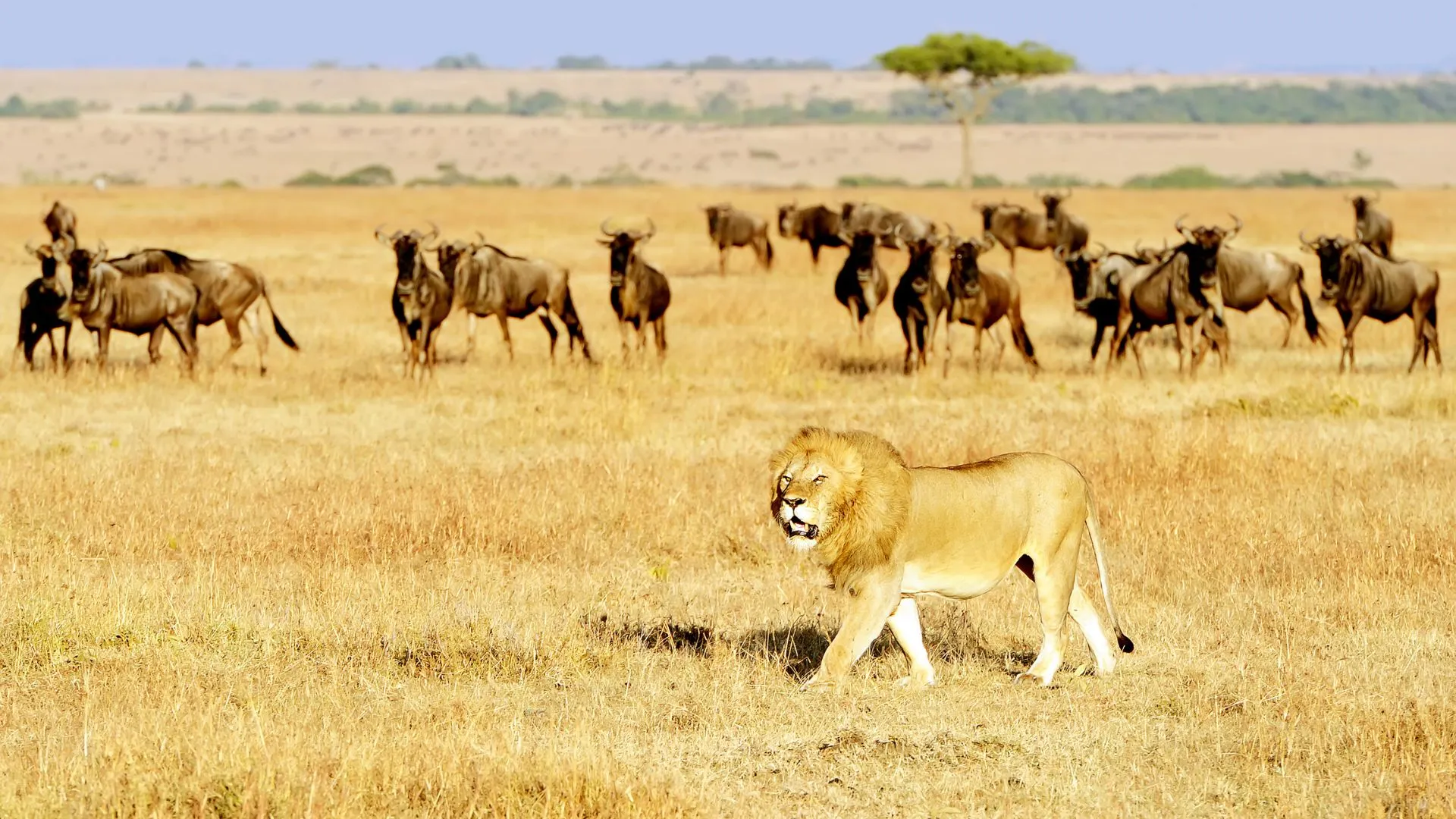 Tips for Kenya Safari